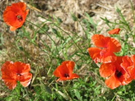 Poppies of Vernon-Giverny with Stourer Martine