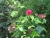 Roses of Vernon-Giverny with Stourer Martine