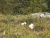 Fleurs blanches sauvages lors de randonnées dominicales dans le Vexin français